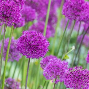 Alliums, Ornamental Onion, Allium, Purple Flower, Spring Bulbs, Spring Flowers, Alliums for rock gardens,