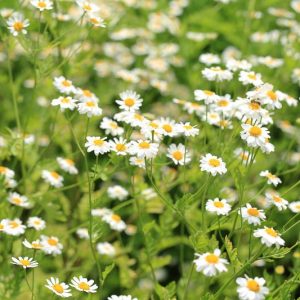 Tanacetum cinerariifolium, Pyrethrum, Pyrethrum Daisy, Insect-Powder Plant, Dalmatia Pyrethrum, Chrysanthemum cinerariifolium, waterwise perennials, drought tolerant plants