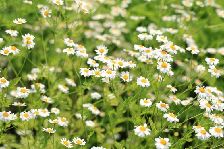 Tanacetum cinerariifolium, Pyrethrum, Pyrethrum Daisy, Insect-Powder Plant, Dalmatia Pyrethrum, Chrysanthemum cinerariifolium, waterwise perennials, drought tolerant plants