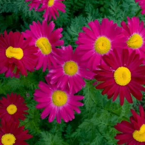 Tanacetum Coccineum 'Robinson's Red', Painted Daisy 'Robinson's Red', Pyrethrum 'Robinson's Red', Red flowers