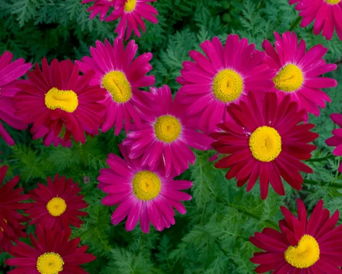 Tanacetum Coccineum 'Robinson's Red', Painted Daisy 'Robinson's Red', Pyrethrum 'Robinson's Red', Red flowers