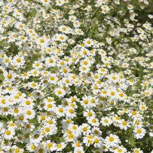 Tanacetum niveum, Silver Tansy, White Bouquet Tansy, white flowers, waterwise perennials, drought tolerant plants