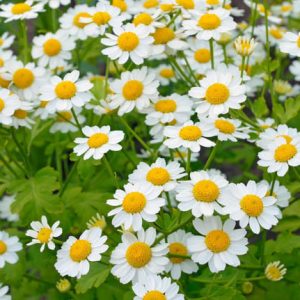 Tanacetum Parthenium 'Aureum', Golden Feverfew, Golden Feather, Chrysanthemum parthenium 'Aureum', White Flowers, Golden Foliage, Yellow Foliage