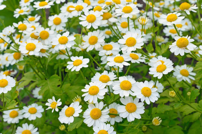 Tanacetum Parthenium 'Aureum', Golden Feverfew, Golden Feather, Chrysanthemum parthenium 'Aureum', White Flowers, Golden Foliage, Yellow Foliage