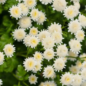 Feverfew, Maids, Pale Maids, Pellitory, Bachelor's Buttons, Maithes, Matricaria Parthenium, Chrysanthemum Parthenium