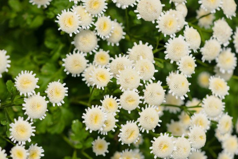 Feverfew, Maids, Pale Maids, Pellitory, Bachelor's Buttons, Maithes, Matricaria Parthenium, Chrysanthemum Parthenium