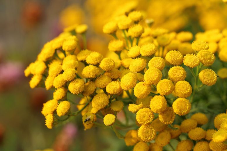 Tanacetum vulgare, Tansy, Buttons, Buttonweed, Ginger Plant, Golden Buttons, Hind-Heal, Immortality, Chrysanthemum vulgare