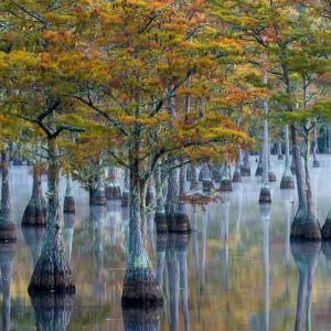 Taxodium ascendens, Pond Cypress, Tree with fall color, Fall color, Attractive bark Tree, Golden leaves
