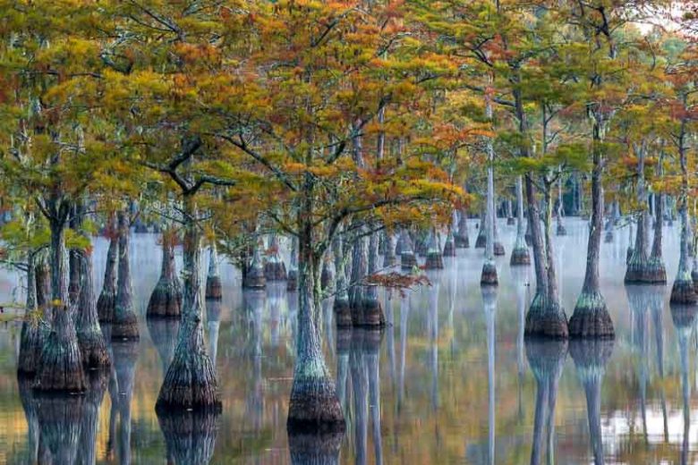 Taxodium ascendens, Pond Cypress, Tree with fall color, Fall color, Attractive bark Tree, Golden leaves