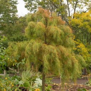 Taxodium distichum var. imbricarium 'Nutans', Pond Cypress, Nodding Pond Cypress, Weeping Pond Cypress, Pendant Pond Cypress, Taxodium ascendens 'Nutans', Tree with fall color, Fall color, Attractive bark Tree, Golden leaves