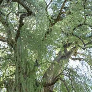 Taxodium mucronatum, Montezuma Cypress, Montezuma Bald Cypress, Mexican Swamp Cypress, Sabino, Fall color, Attractive bark Tree, Golden leaves