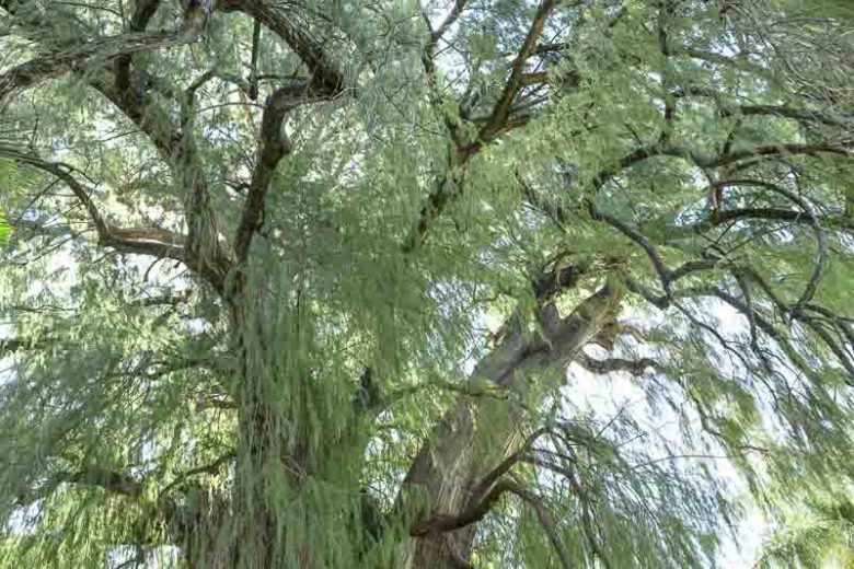 Taxodium mucronatum, Montezuma Cypress, Montezuma Bald Cypress, Mexican Swamp Cypress, Sabino, Fall color, Attractive bark Tree, Golden leaves