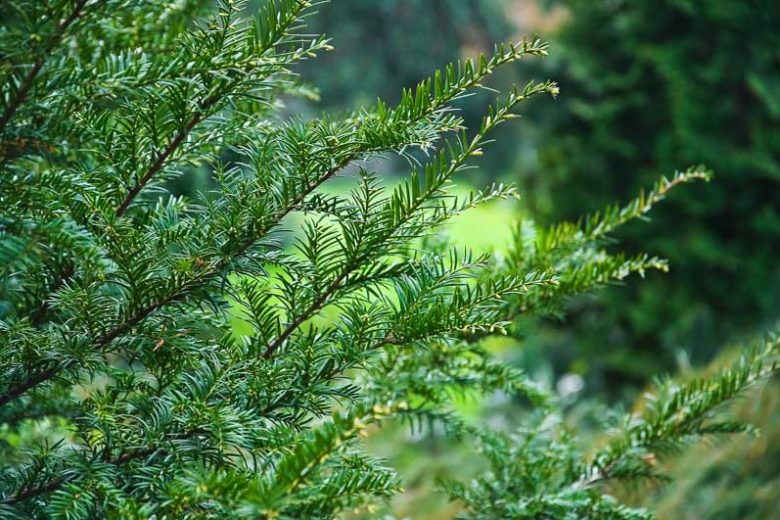 Taxus canadensis, Canada Yew, American Yew, Canadian Yew, Ground Hemlock, Evergreen Shrub, Evergreen Tree, Dwarf Conifer