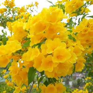 Tecoma stans, Yellow Bells, Yellowbells, Esperanza, Yellow Trumpetbush, Yellow Trumpetflower, Trumpetbush, Trumpetflower, Yellow Elder, Bignonia stans