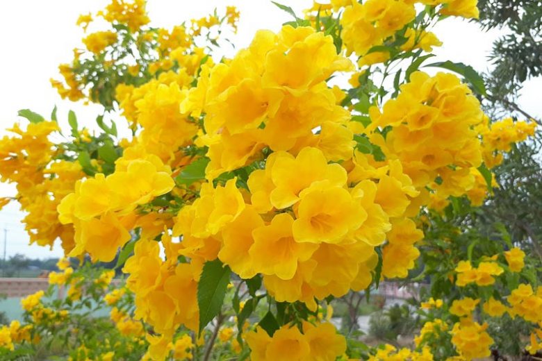 Tecoma stans, Yellow Bells, Yellowbells, Esperanza, Yellow Trumpetbush, Yellow Trumpetflower, Trumpetbush, Trumpetflower, Yellow Elder, Bignonia stans