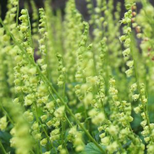 Tellima grandiflora, Bigflower Tellima, Fragrant Fringecup, Fringe Cups, Tellima breviflora, Foliage plant, Fragrant Perennial
