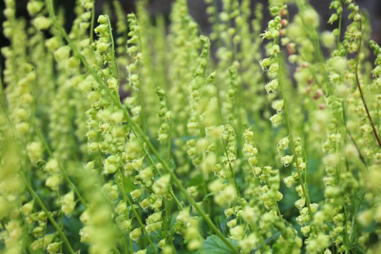 Tellima grandiflora, Bigflower Tellima, Fragrant Fringecup, Fringe Cups, Tellima breviflora, Foliage plant, Fragrant Perennial