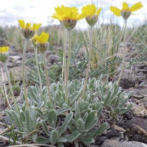 Tetraneuris acaulis,Angelita Daisy, Stemless Four-nerve Daisy, Stemless Goldflower, Stemless Rubber Weed, Butte Marigold, Bitterweed, Actinea acaulis, Actinella acaulis, Hymenoxys acaulis, Tetraneuris simplex