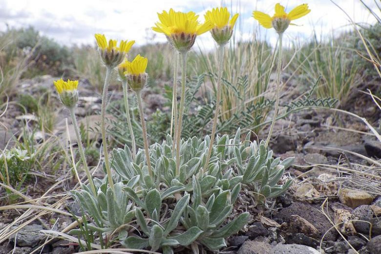 Tetraneuris acaulis,Angelita Daisy, Stemless Four-nerve Daisy, Stemless Goldflower, Stemless Rubber Weed, Butte Marigold, Bitterweed, Actinea acaulis, Actinella acaulis, Hymenoxys acaulis, Tetraneuris simplex