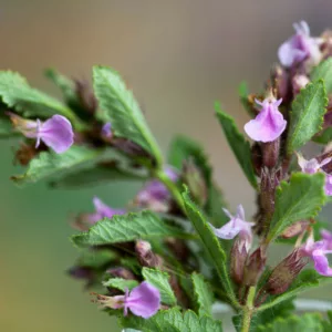 Teucrium chamaedrys,Wall Germander, Ground Oak, Horse Chive, Wild Germander, Mediterranean plants, Mediterranean shrubs, Drought tolerant Shrubs, Silver shrubs