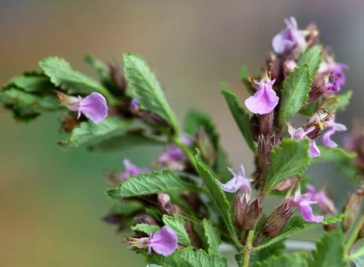 Teucrium chamaedrys,Wall Germander, Ground Oak, Horse Chive, Wild Germander, Mediterranean plants, Mediterranean shrubs, Drought tolerant Shrubs, Silver shrubs