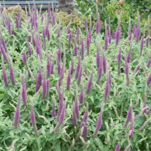 Teucrium hircanicum,Iranian Germander, Caucasian Germander, Iranian Wood Sage, Mediterranean plants, Mediterranean shrubs, Drought tolerant Shrubs, Silver shrubs