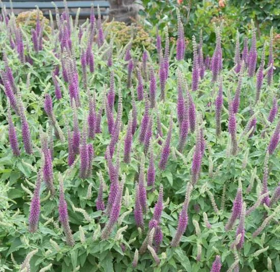 Teucrium hircanicum,Iranian Germander, Caucasian Germander, Iranian Wood Sage, Mediterranean plants, Mediterranean shrubs, Drought tolerant Shrubs, Silver shrubs