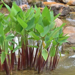 Thalia geniculata 'Ruminoides', Red Stemmed Alligator-Flag, Red Stemmed Thalia, Aquatic Plants, Marginal Aquatic Plants, Pond Plants, Water Garden Plants