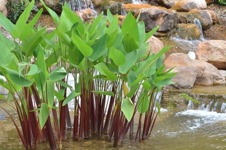 Thalia geniculata 'Ruminoides', Red Stemmed Alligator-Flag, Red Stemmed Thalia, Aquatic Plants, Marginal Aquatic Plants, Pond Plants, Water Garden Plants