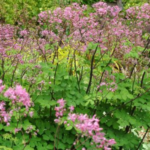 Thalictrum 'Black Stockings', Thalictrum aquilegiifolium, Thalictrum aquilegiifolium 'Black Stockings', Meadow Rue 'Black Stockings',lavender flowers, purple flowers,perennial, perennial plant, perennials