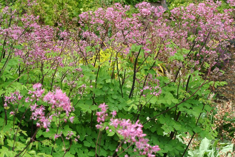 Thalictrum 'Black Stockings', Thalictrum aquilegiifolium, Thalictrum aquilegiifolium 'Black Stockings', Meadow Rue 'Black Stockings',lavender flowers, purple flowers,perennial, perennial plant, perennials
