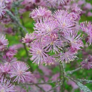 Thalictrum Aquilegifolium, Thalictrum aquilegiifolium, Meadow Rue, Rue, French Meadow Rue, Columbine Meadow Rue, Feathered Columbine, Spanish Tuft, Tufted Columbine, lavender flowers, purple flowers,perennial, perennial plant, perennials