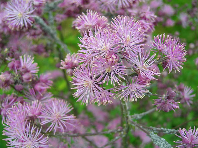 Thalictrum Aquilegifolium, Thalictrum aquilegiifolium, Meadow Rue, Rue, French Meadow Rue, Columbine Meadow Rue, Feathered Columbine, Spanish Tuft, Tufted Columbine, lavender flowers, purple flowers,perennial, perennial plant, perennials