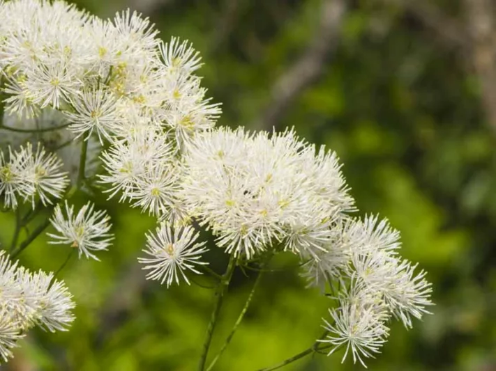 Thalictrum Aquilegiifolium 'Album', Meadow Rue 'Album', Rue 'Album', French Meadow Rue 'Album', Columbine Meadow Rue 'Album', Feathered Columbine 'Album', Spanish Tuft 'Album', Tufted Columbine 'Album', lWhite Thalictrum, White flowers,perennial, perennial plant, perennials