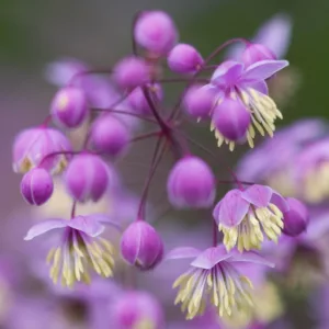 Thalictrum delavayi, Meadow Rue, Lavender Mist, Giant Meadow Rue, Chinese Meadow Rue, Yunnan Meadow Rue, lavender flowers, purple flowers, see through plant, perennial, perennial plant, perennials