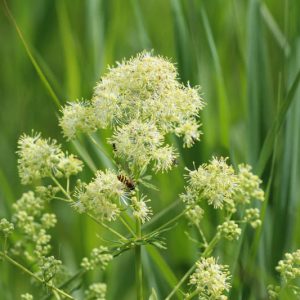 Thalictrum flavum, Yellow Meadow Rue, Dusty Meadow Rue, Glaucous-Leaved Yellow Meadow Rue, Thalictrum flavum 'Glauca', Thalictrum speciosissimum