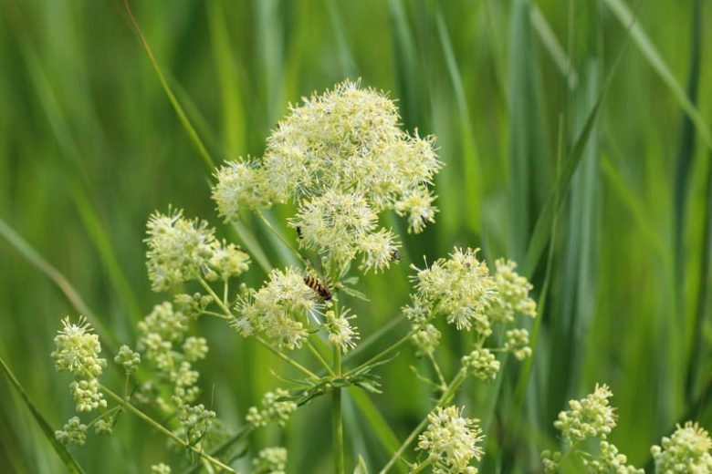 Thalictrum flavum, Yellow Meadow Rue, Dusty Meadow Rue, Glaucous-Leaved Yellow Meadow Rue, Thalictrum flavum 'Glauca', Thalictrum speciosissimum