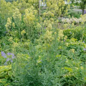 Thalictrum flavum subsp. glaucum, Yellow Meadow Rue, Dusty Meadow Rue, Glaucous-Leaved Yellow Meadow Rue, Thalictrum flavum 'Glauca', Thalictrum speciosissimum