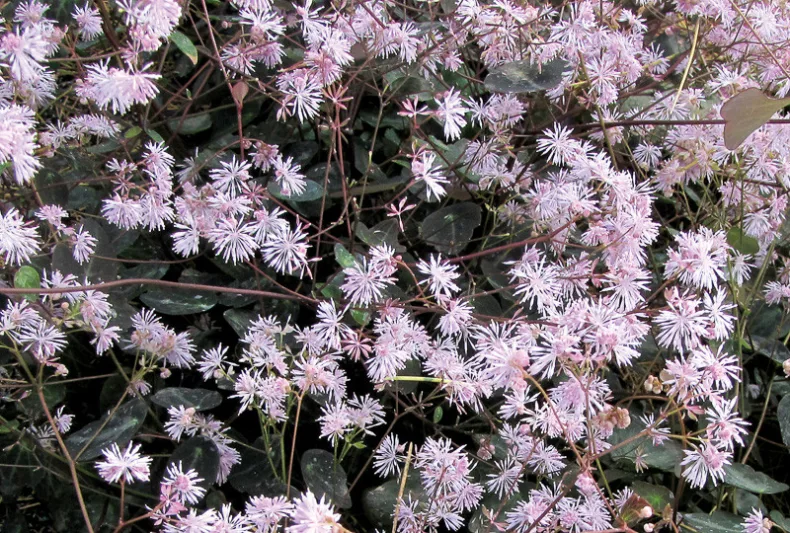 Thalictrum ichangense 'Evening Star', Meadow Rue 'Evening Star', Thalictrum 'Evening Star', Chinese Meadow Rue 'Evening Star',lavender flowers, purple flowers,perennial, perennial plant, perennials