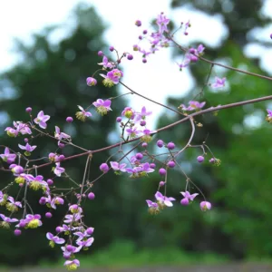 Thalictrum Rochebrunianum, Meadow Rue, Lavender Mist, Giant Meadow Rue, lavender flowers, purple flowers, see through plant, perennial, perennial plant, perennials