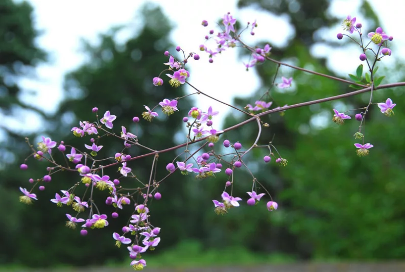 Thalictrum Rochebrunianum, Meadow Rue, Lavender Mist, Giant Meadow Rue, lavender flowers, purple flowers, see through plant, perennial, perennial plant, perennials
