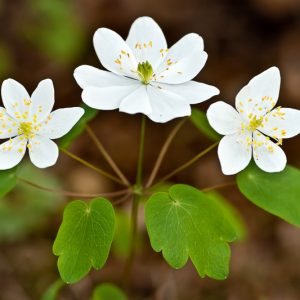 Thalictrum thalictroides,  Rue Anemone, Anemonella thalictroides, Syndesmon thalictroides, White Flowers