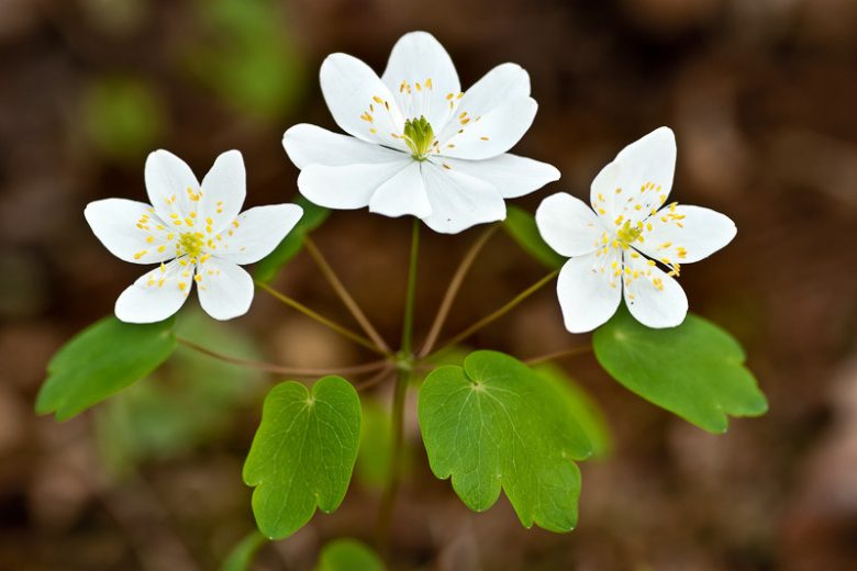 Thalictrum thalictroides,  Rue Anemone, Anemonella thalictroides, Syndesmon thalictroides, White Flowers