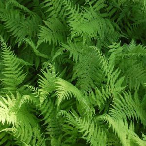 Thelypteris noveboracensis,New York Fern, Tapering Fern, Dryopteris noveboracensis, Parathelypteris noveboracensis, Polypodium noveboracense, Shade plants, shade perennial, plants for shade