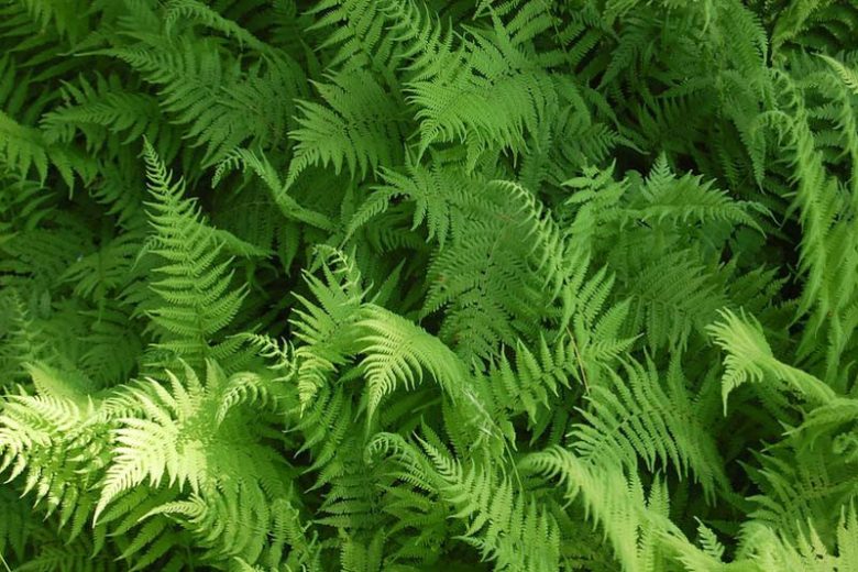 Thelypteris noveboracensis,New York Fern, Tapering Fern, Dryopteris noveboracensis, Parathelypteris noveboracensis, Polypodium noveboracense, Shade plants, shade perennial, plants for shade
