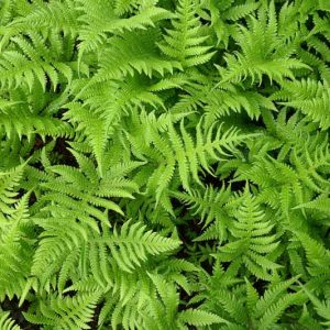 Thelypteris palustris, Eastern Marsh Fern, Marsh Fern, Shade plants, shade perennial, plants for shade
