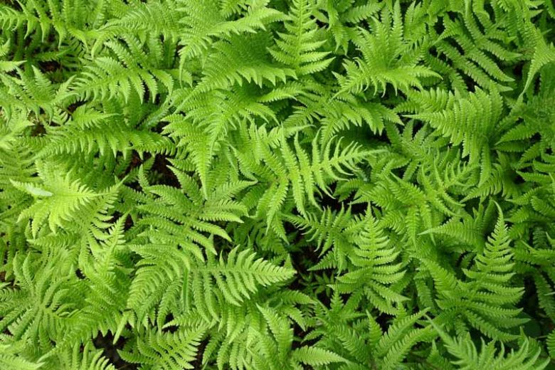 Thelypteris palustris, Eastern Marsh Fern, Marsh Fern, Shade plants, shade perennial, plants for shade