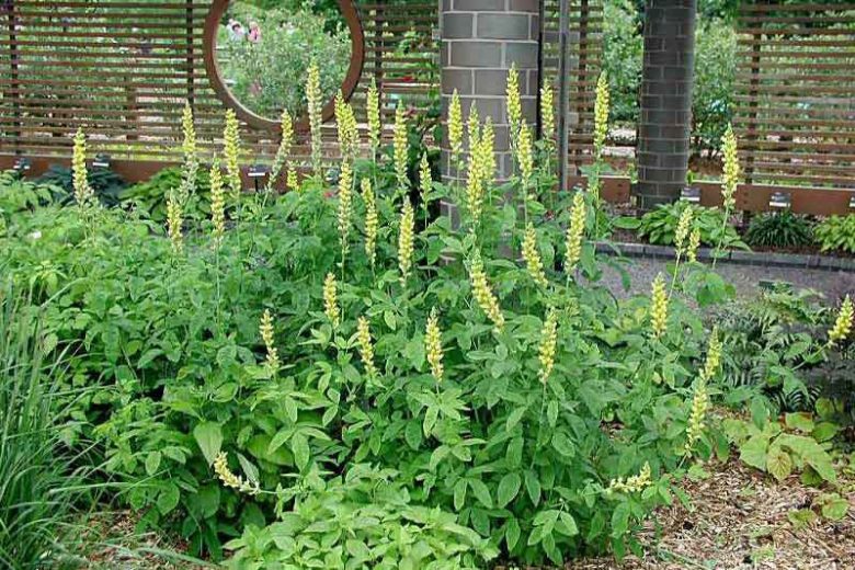 Thermopsis villosa, Carolina Bushpea, Aaron's Rod, Bush Pea, Carolina Lupin, Carolina Lupine, Yellow Flowers, Yellow Perennial