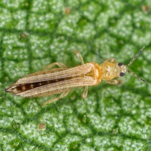 Thrips,  get rid of Thrips, Thunderfly, Thunderflies, Thysanoptera