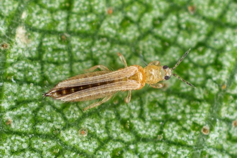 Thrips,  get rid of Thrips, Thunderfly, Thunderflies, Thysanoptera